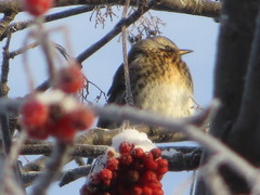 Turdus pilaris