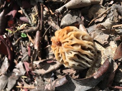 Morchella tridentina