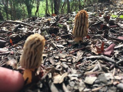 Morchella tridentina