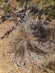 Mesomelaena tetragona