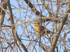 Turdus iliacus