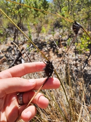 Mesomelaena tetragona