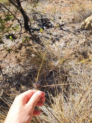 Mesomelaena tetragona