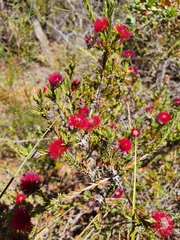 Melaleuca purpurea