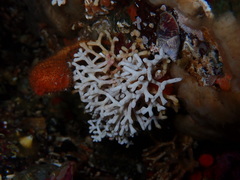 Heteropora alaskensis