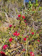 Melaleuca purpurea