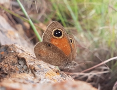 Stygionympha wichgrafi