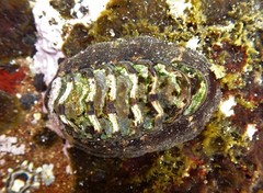 Onithochiton quercinus