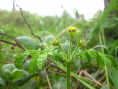 Tagetes zypaquirensis