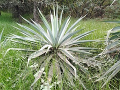 Furcraea parmentieri