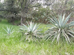 Furcraea parmentieri