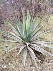 Furcraea parmentieri