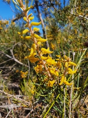 Persoonia saccata