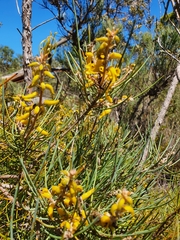 Persoonia saccata