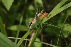 Conocephalus ictus