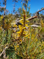 Persoonia saccata