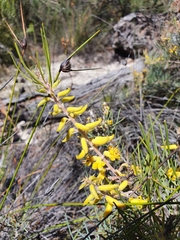 Persoonia saccata