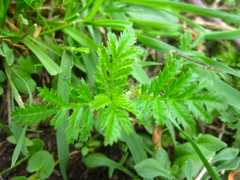 Tagetes zypaquirensis
