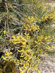 Persoonia saccata