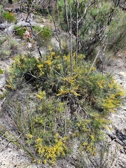 Persoonia saccata