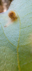 Caryomyia hirtiglobus