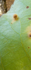 Caryomyia hirtiglobus