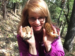 Morchella tridentina