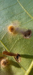 Caryomyia hirtiglobus