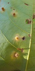 Caryomyia hirtiglobus