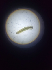 Tortella inclinata