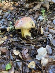 Butyriboletus querciregius