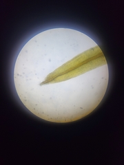 Tortella inclinata