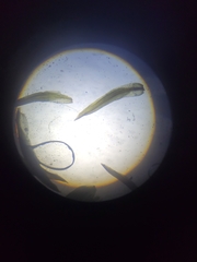 Tortella inclinata