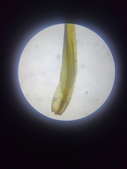 Tortella inclinata