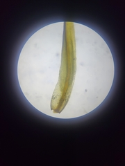 Tortella inclinata