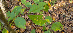 Caryomyia hirtiglobus