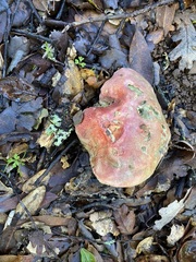 Butyriboletus querciregius