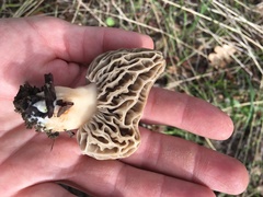 Morchella tridentina