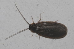 Latindia mexicanus