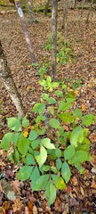 Caryomyia hirtiglobus