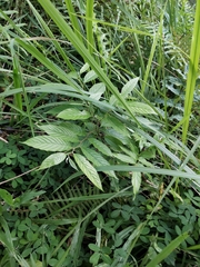 Cananga odorata