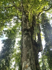 Dendrobium crumenatum