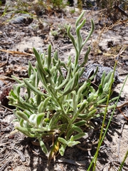 Scaevola canescens