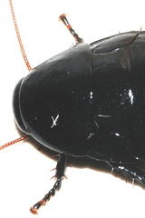 Eurycotis