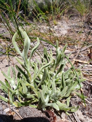 Scaevola canescens