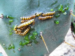 Cactoblastis cactorum