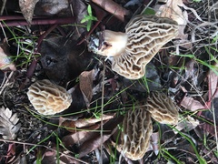 Morchella tridentina