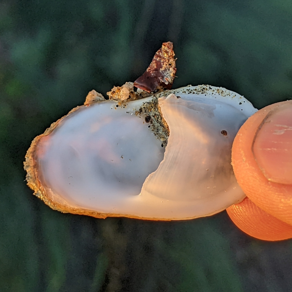 western white slippersnail