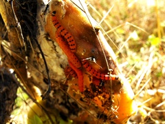 Cactoblastis cactorum