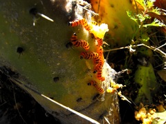 Cactoblastis cactorum